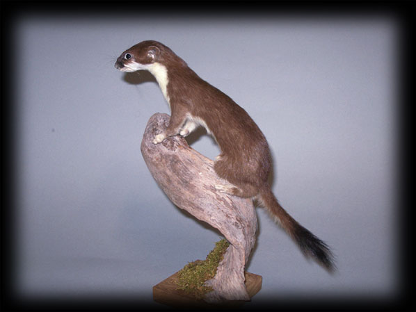 Ermellino